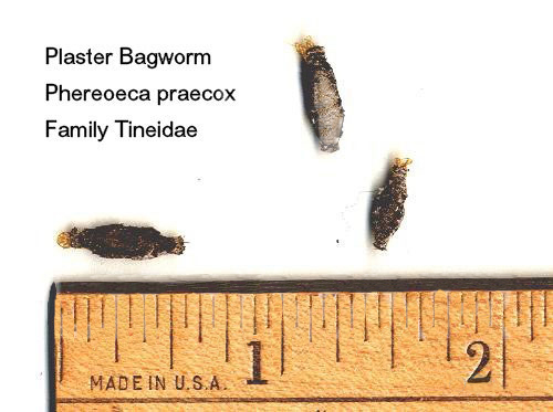 Plaster Bagworm