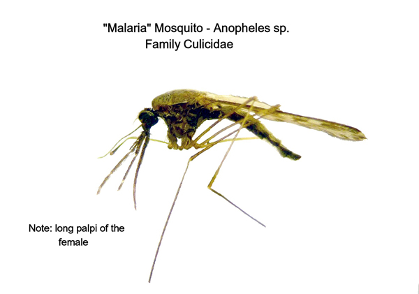 Malaria Mosquitoes