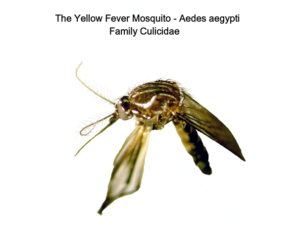 Yellow Fever Mosquito