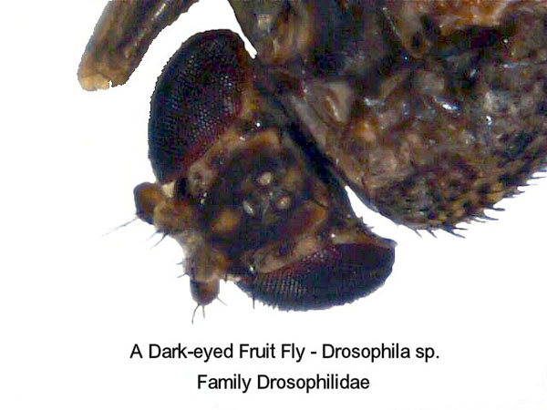 Dark-eyed Fruit Fly