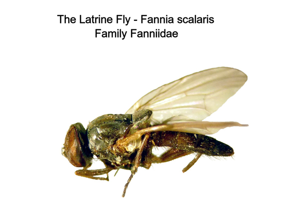 Latrine Fly
