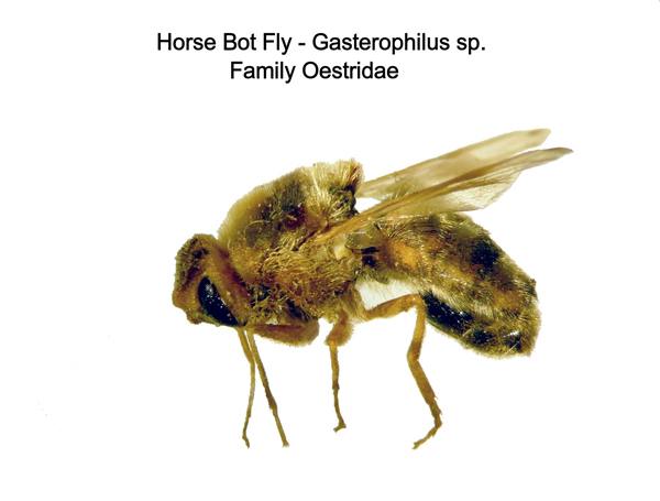 PestWeb | Horse stomach bot fly