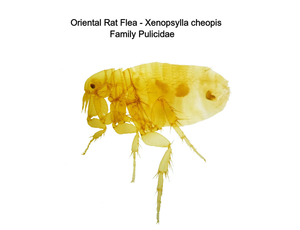 Oriental Rat Flea