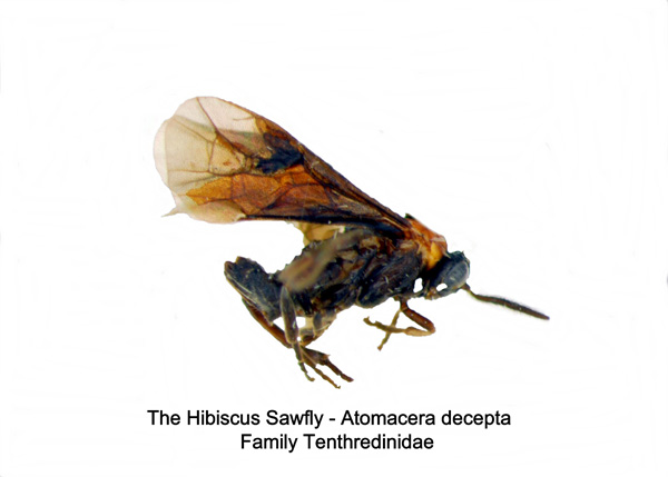 Hibiscus Sawfly