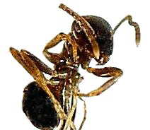 Cornfield Ant