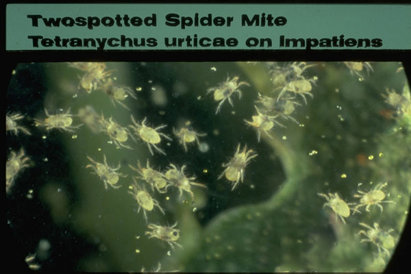 Twospotted Spider Mite