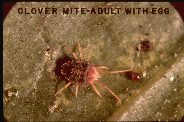 Clover Mite