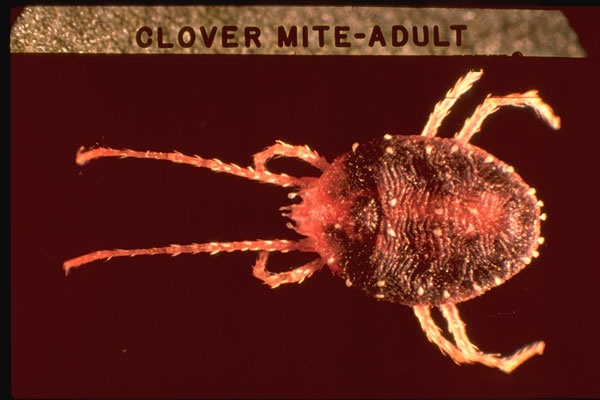 Clover Mite