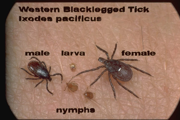 Western Blacklegged Tick