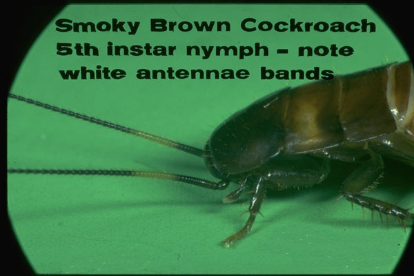 Smokybrown Cockroach