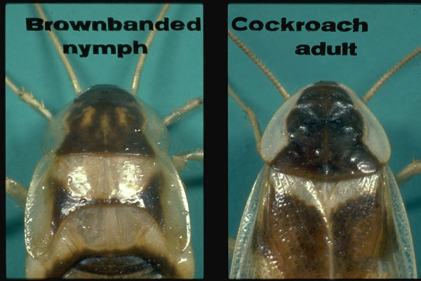 Brownbanded Cockroach