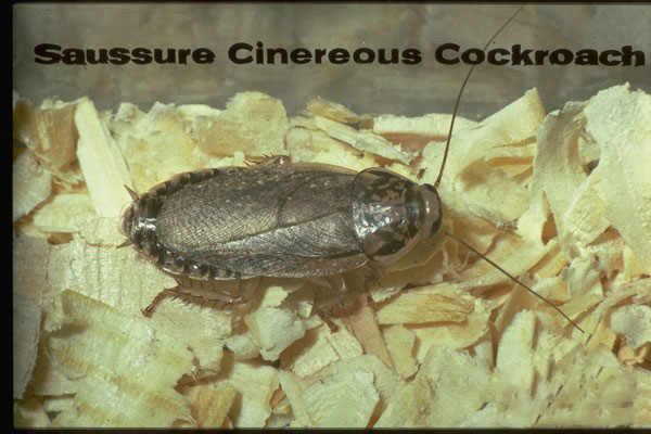 Cinereous (Lobster) Cockroach