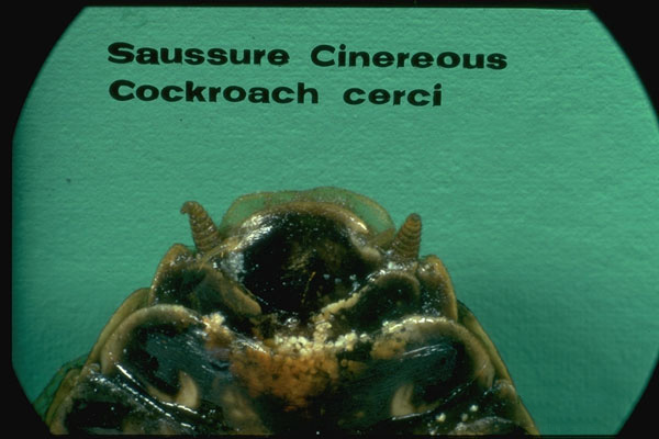 Cinereous (Lobster) Cockroach