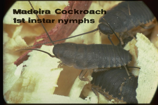 Madeira Cockroach
