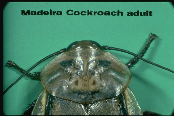 Australian Cockroach