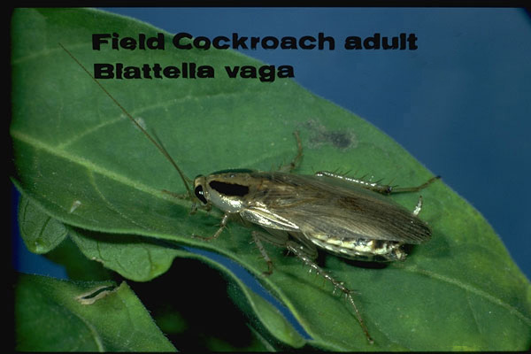 Field Cockroach