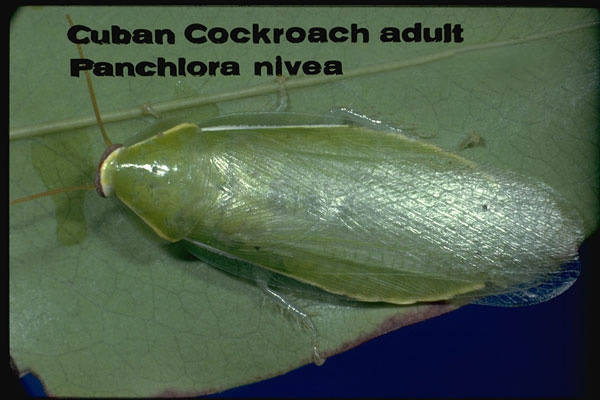 Cuban Cockroach
