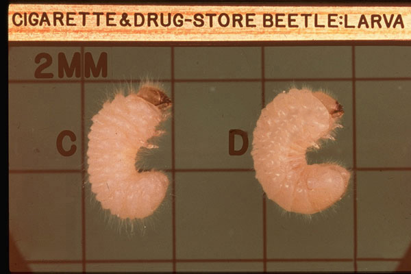 Drugstore Beetle