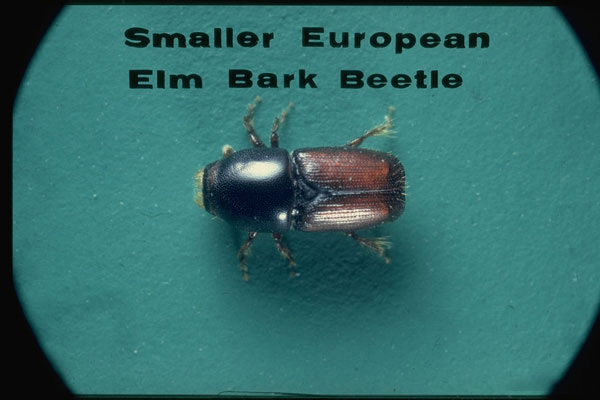 Smaller European elm bark beetle