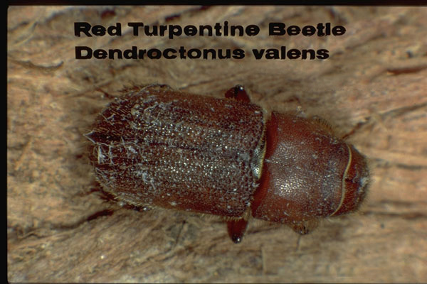 Red turpentine beetle
