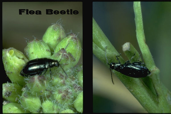 Dichondra flea beetle