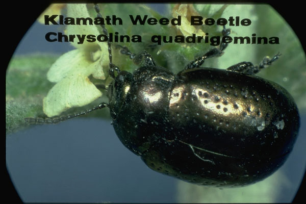Klamath weed beetle