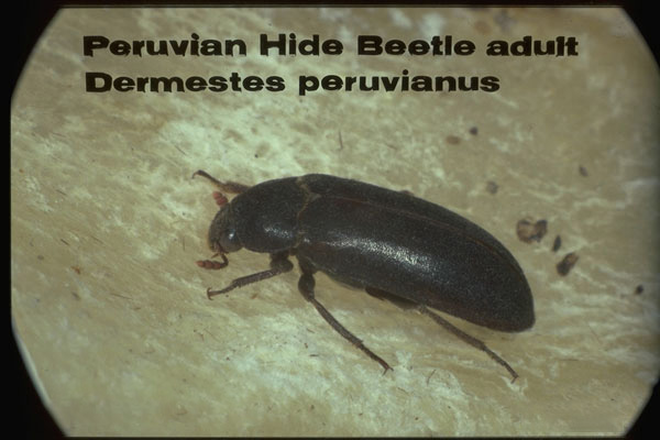 Hide Beetles