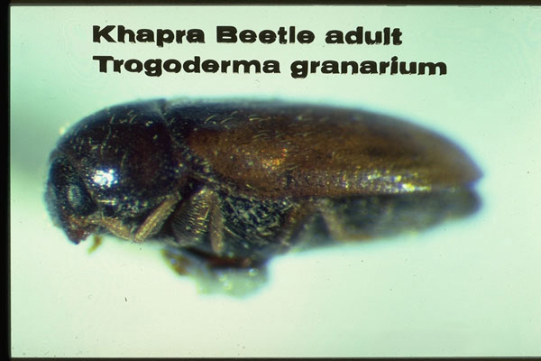 Khapra Beetle