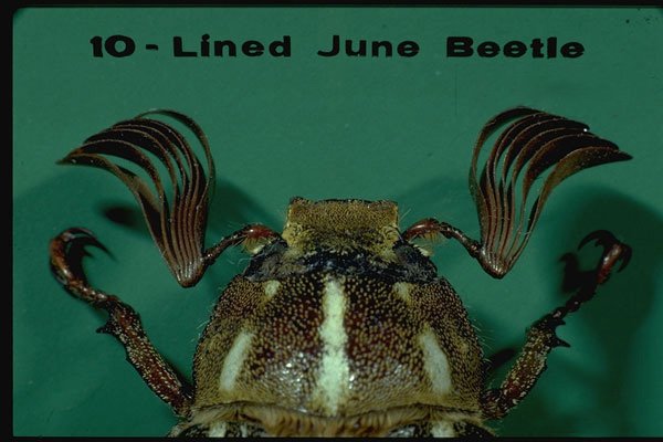 Lined June beetles