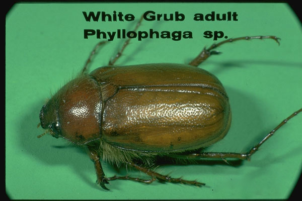 May or June beetles