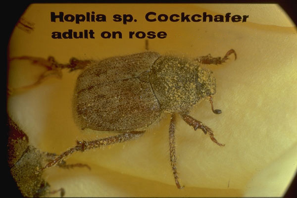 Hoplia beetle