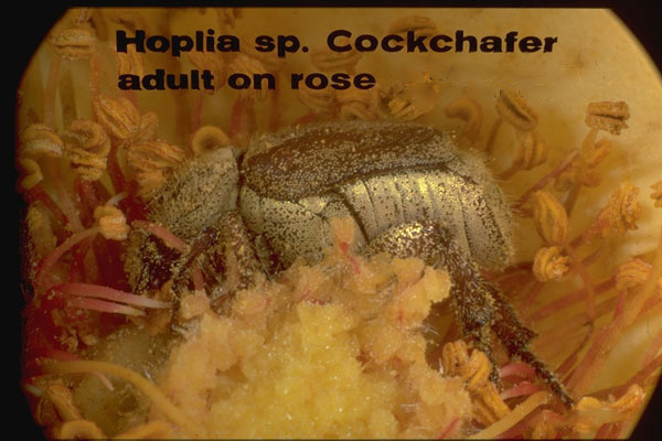 Hoplia beetle