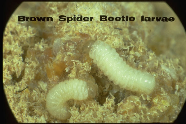 Brown Spider Beetle