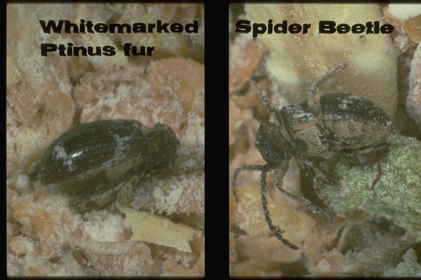 Whitemarked Spider Beetle