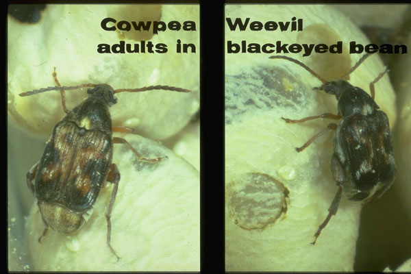 Cowpea Weevil