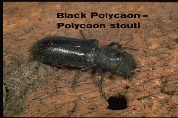 Black Polycaon