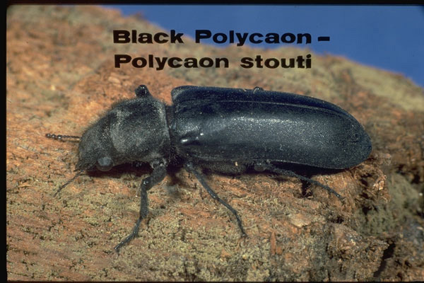 Black Polycaon