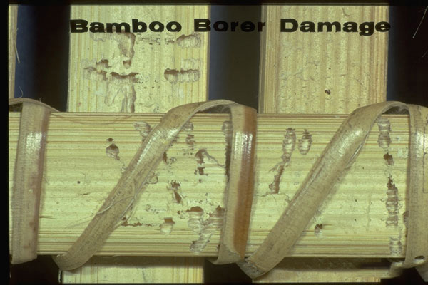 Bamboo Borer