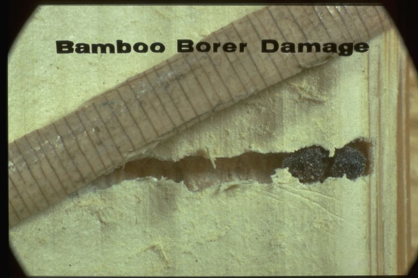 Bamboo Borer