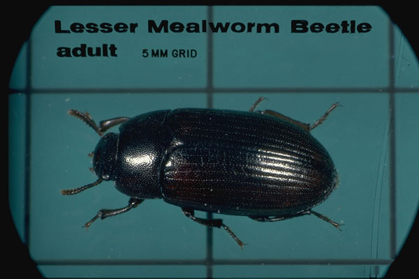 Lesser Mealworm