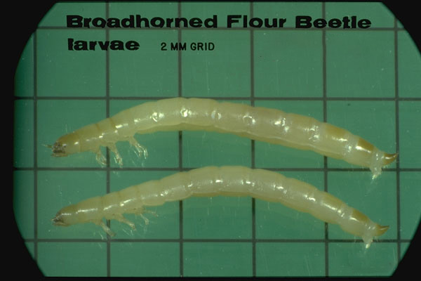 Broad-horned Flour Beetle
