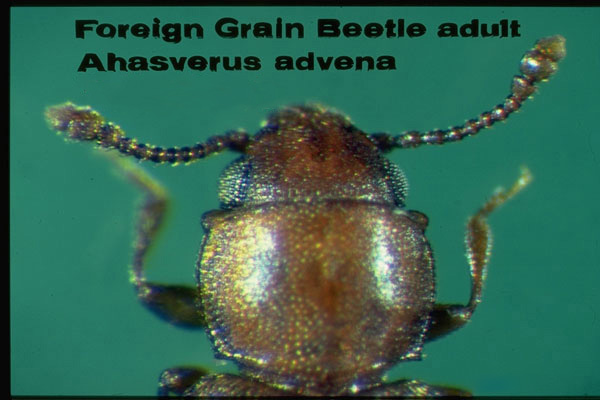 Foreign Grain Beetle