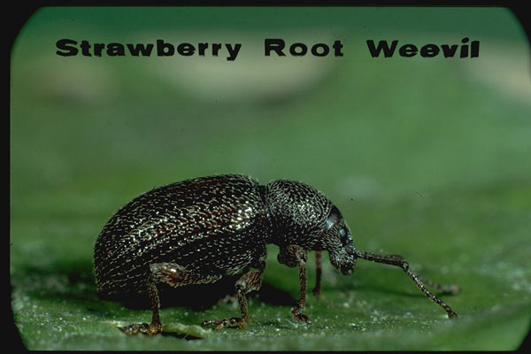 Strawberry root weevil