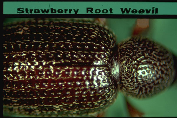Strawberry root weevil