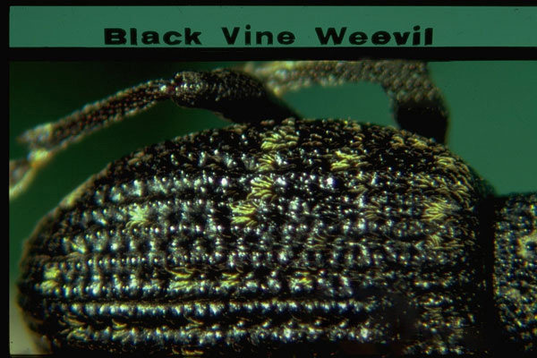 Black vine weevil