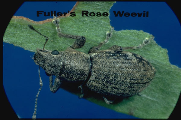 Fuller rose weevil