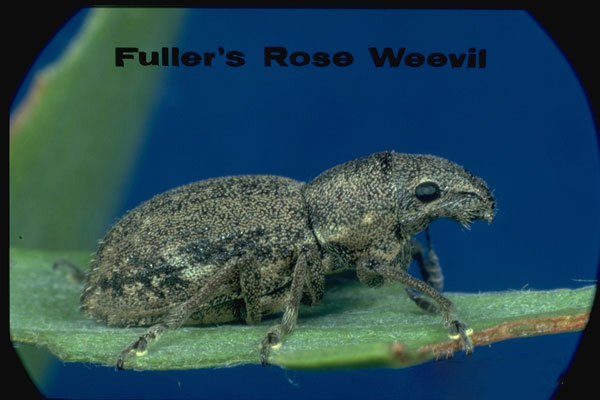 Fuller rose weevil