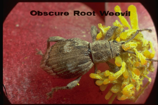 Obscure root weevil