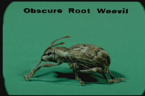 Obscure root weevil