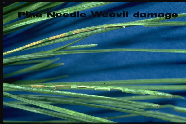 Pine needle weevil